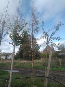 Sorbus auc. 'Wettra' 14-16 Hoogstam draadkluit 3 X verplant