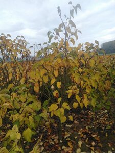 Syringa v. 'And. an Ludwig Späth' 150-175 cm met kluit 5-8 tak solitair