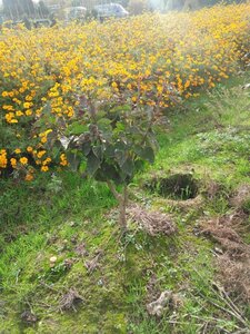 Syringa v. 'And. an Ludwig Späth' 80-100 cm wortelgoed struik 5 tak