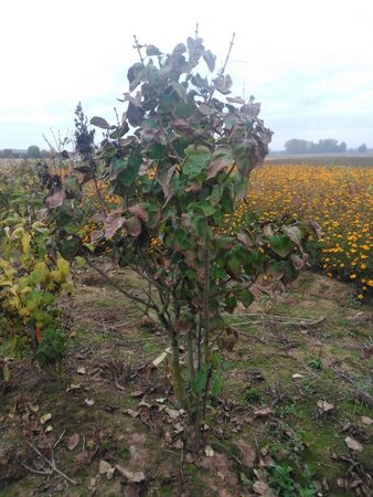 Syringa v. 'Belle de Nancy' 150-175 cm met kluit solitair