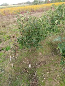 Syringa v. 'Belle de Nancy' 80-100 cm wortelgoed 5-8 tak