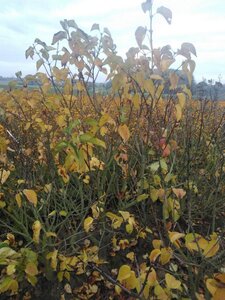 Syringa v. 'Michel Buchner' 150-175 cm met kluit 5-8 tak solitair