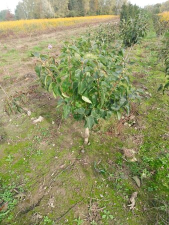 Syringa v. 'Michel Buchner' 80-100 cm wortelgoed 5-8 tak