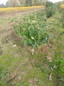 Syringa v. 'Michel Buchner' 80-100 cm wortelgoed 5-8 tak