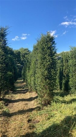 Taxus baccata 350-400 cm draadkluit - afbeelding 2