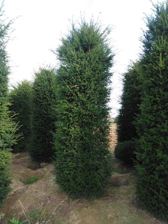 Taxus baccata 350-400 cm draadkluit - afbeelding 3