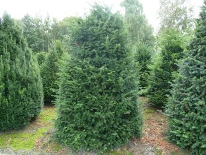 Taxus baccata 350-400 cm WRB