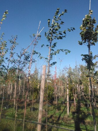 Tilia cordata 6-8 Hoogstam BAG