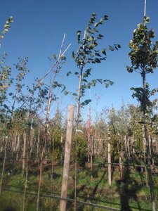 Tilia cordata 6-8 Hoogstam BAG