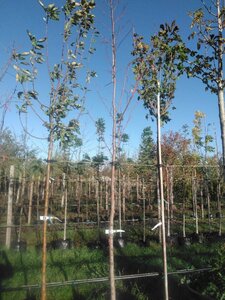 Tilia europaea 'Pallida' 12-14 Hoogstam BAG