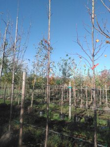 Tilia europaea 'Pallida' 12-14 Hoogstam BAG - afbeelding 2