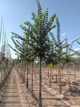 Ulmus glabra 14-16 Hoogstam wortelgoed 2 X verplant - afbeelding 1