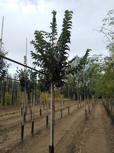 Ulmus glabra 14-16 Hoogstam wortelgoed 2 X verplant - afbeelding 2