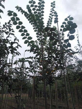 Ulmus glabra 16-18 Hoogstam draadkluit 3 X verplant
