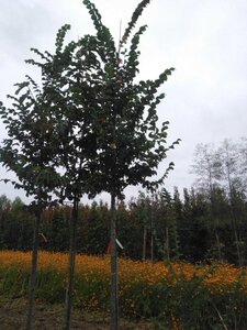 Ulmus 'Nanguen' = ' Lutece' 20-25 Hoogstam draadkluit 3 X verplant