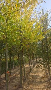 Ulmus 'Sapporo Autumn Gold' 30-35 Hoogstam draadkluit 4 X verplant