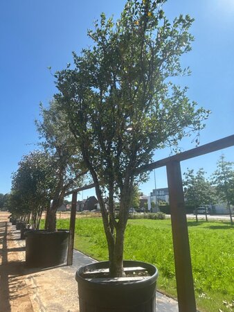 Osmanthus heterophyllus = aquifolium 400-450 cm cont. 350L meerstammig - afbeelding 2