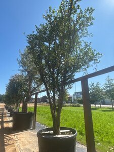 Osmanthus heterophyllus = aquifolium 400-450 cm cont. 350L meerstammig - afbeelding 2