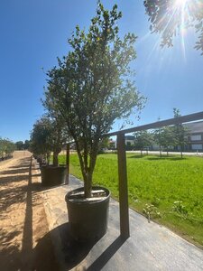 Osmanthus heterophyllus = aquifolium 400-450 cm cont. 350L meerstammig - afbeelding 4