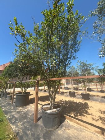 Osmanthus heterophyllus = aquifolium 400-450 cm cont. 350L meerstammig - afbeelding 5