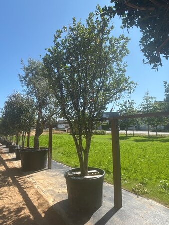 Osmanthus heterophyllus = aquifolium 400-450 cm cont. 350L meerstammig - afbeelding 6
