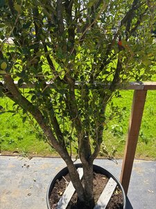 Osmanthus heterophyllus = aquifolium 400-450 cm cont. 350L meerstammig - afbeelding 7