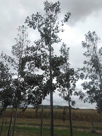 Alnus glutinosa 16-18 Hoogstam draadkluit 3 X verplant - afbeelding 8