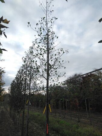 Alnus glutinosa 16-18 Hoogstam draadkluit 3 X verplant - afbeelding 6