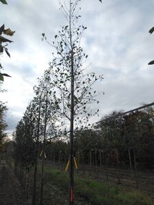 Alnus glutinosa 16-18 Hoogstam draadkluit 3 X verplant - afbeelding 6