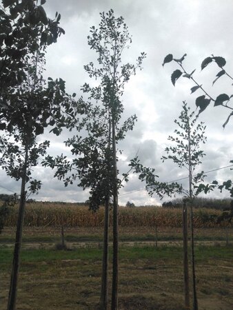 Alnus glutinosa 18-20 Hoogstam draadkluit 3 X verplant - afbeelding 2