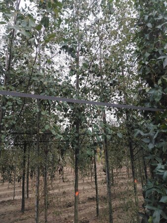 Alnus glutinosa 18-20 Hoogstam draadkluit 3 X verplant - afbeelding 3