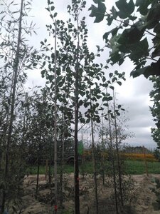 Alnus glutinosa 18-20 Hoogstam draadkluit 3 X verplant - afbeelding 7