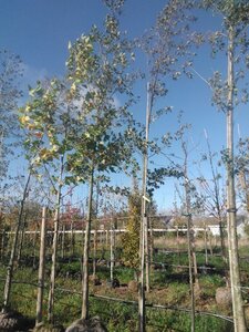 Alnus glutinosa 18-20 Hoogstam draadkluit 3 X verplant - afbeelding 13