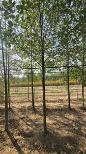 Alnus glutinosa 18-20 Hoogstam draadkluit 3 X verplant - afbeelding 6