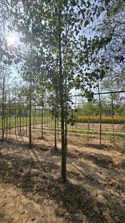 Alnus glutinosa 20-25 Hoogstam draadkluit 3 X verplant - afbeelding 1