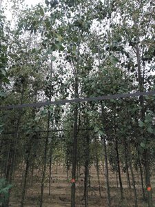 Alnus glutinosa 20-25 Hoogstam draadkluit 3 X verplant - afbeelding 2