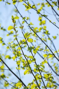 Alnus incana 16-18 Hoogstam draadkluit 3 X verplant - afbeelding 4