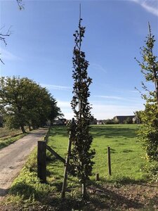 Fagus syl. 'Dawyck Purple' 18-20 cm draadkluit geveerd