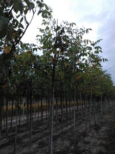 Juglans r. 'Broadview' 14-16 Hoogstam wortelgoed 2 X verplant - afbeelding 8