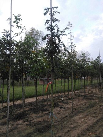 Sorbus domestica 6-8 Hoogstam wortelgoed - afbeelding 2