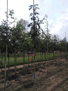 Sorbus domestica 6-8 Hoogstam wortelgoed - afbeelding 2