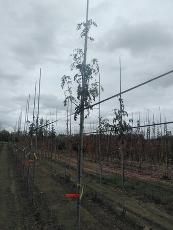 Sorbus domestica 6-8 Hoogstam wortelgoed - afbeelding 1