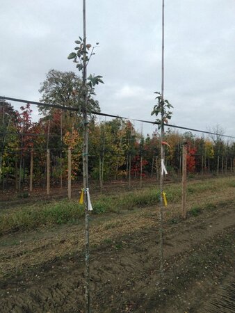 Sorbus intermedia 'Brouwers' 6-8 Hoogstam wortelgoed - afbeelding 1