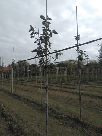 Sorbus intermedia 'Brouwers' 6-8 Hoogstam wortelgoed - afbeelding 2