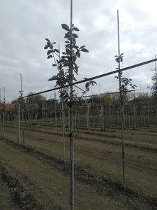 Sorbus intermedia 'Brouwers' 6-8 Hoogstam wortelgoed - afbeelding 2