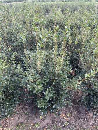 Osmanthus heterophyllus = aquifolium 80-100 cm met kluit - afbeelding 9