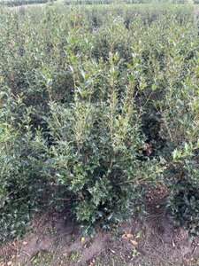 Osmanthus heterophyllus = aquifolium 80-100 cm met kluit - afbeelding 9