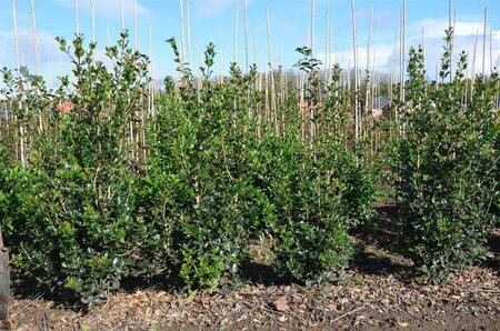 Osmanthus heterophyllus = aquifolium 80-100 cm met kluit - afbeelding 6