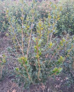 Osmanthus heterophyllus = aquifolium 80-100 cm met kluit - afbeelding 4