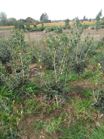 Osmanthus heterophyllus = aquifolium 80-100 cm met kluit - afbeelding 1